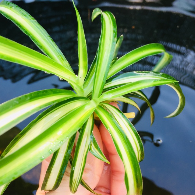 Cỏ mệnh môn trồng thuỷ sinh