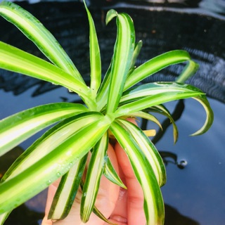 Cỏ mệnh môn trồng thuỷ sinh