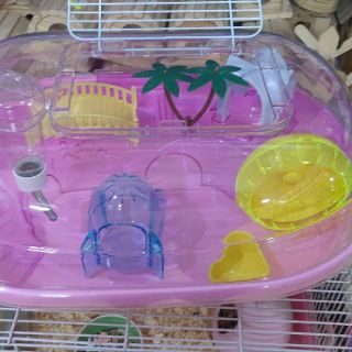 Lồng hamster biển Hawaii tươi mát