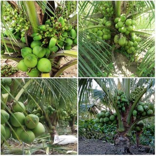 cây giống dừa xiêm lùn siêu trái