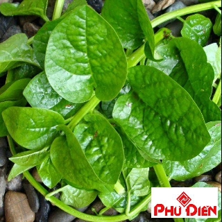 10 gram Hạt giống rau mùng tơi cao sản  PHÚ ĐIỀN
