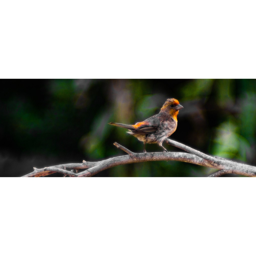 Ống kính máy ảnh Tele-Lentar 200mm f4.5 MF Minolta MD  97% - 10244