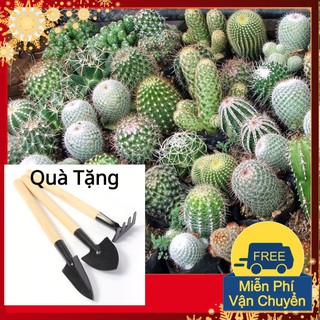 Hạt Giống Sương Rồng Mix Tặng Bộ Dụng Cụ Mini Trồng Cây Tặng Bộ Dụng Cụ Mini Trồng Cây