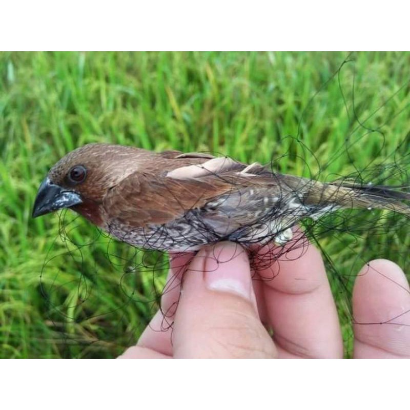 Rẻ  vô địch  - chất lượng  hoàn mỹ  -Lưới bẫy chim 7 pH 50m cu cò cuốc 7phan cao 5m dài 50m siêu nhậy