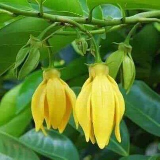 CÂY HOA MÓNG RỒNG HOA THƠM (CÂY TO ĐẸP NHANH HOA)