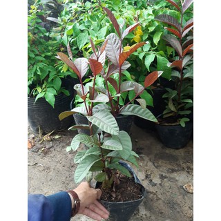 cây giống ổi tím