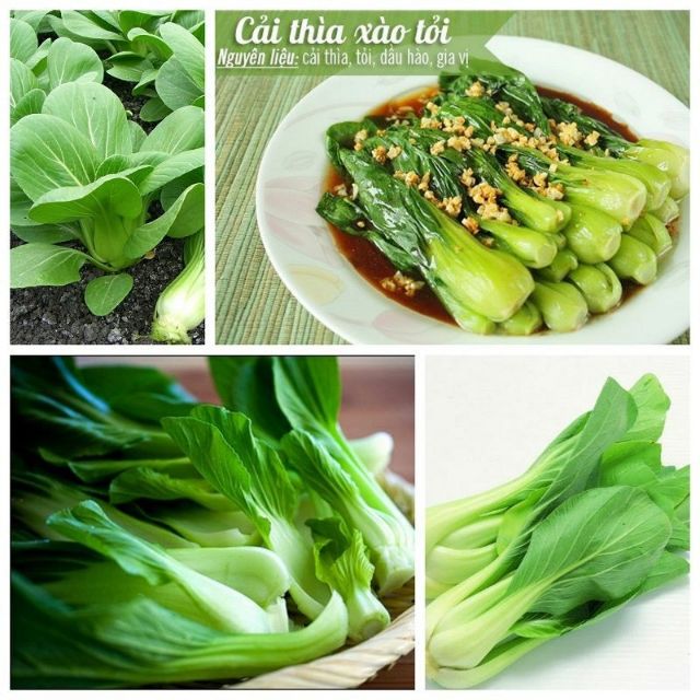 Hạt giống rau cải thìa