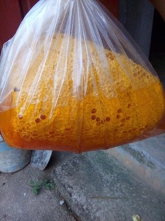 Mật ong rừng