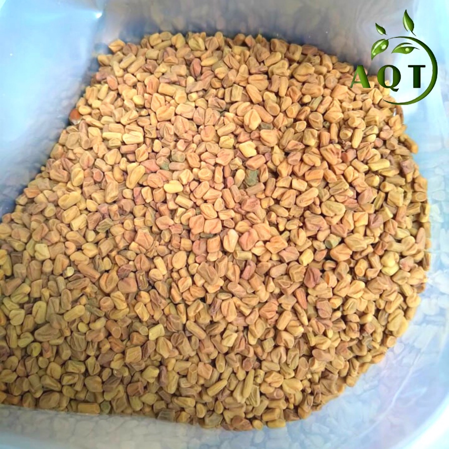 Hạt Methi 500g 100% Nhập Khẩu Ấn Độ Đẹp, Sạch, Không Phẩm Màu