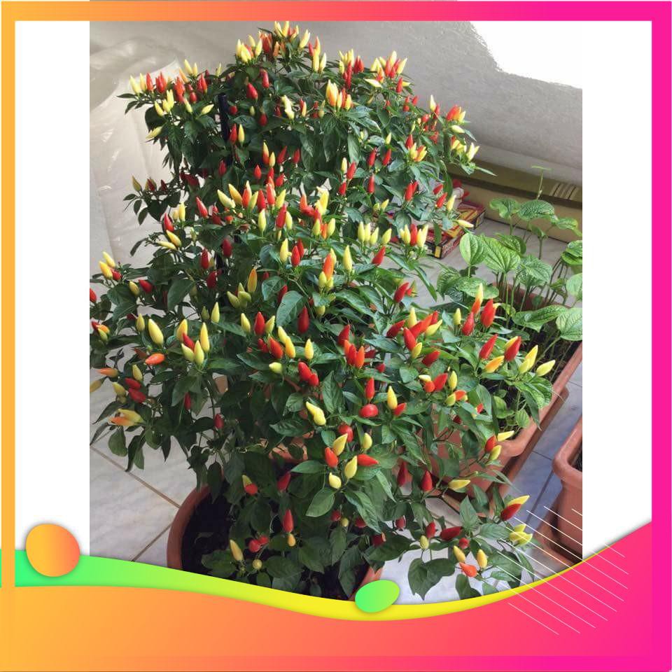 Hạt Giống Ớt Ngũ Sắc - 30 Hạt  VIETGAR