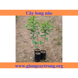 Combo 2 cây giống long não - cây gieo hạt- cao 50-60 cm