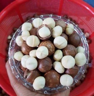 Hạt macca sấy khô