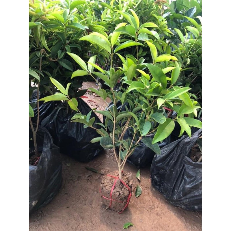 mộc hương giống