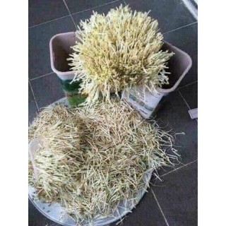máy làm giá đỗ mần sạch