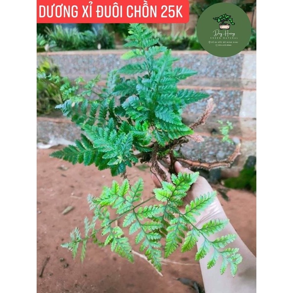 Dương Xỉ Đuôi Chồn
