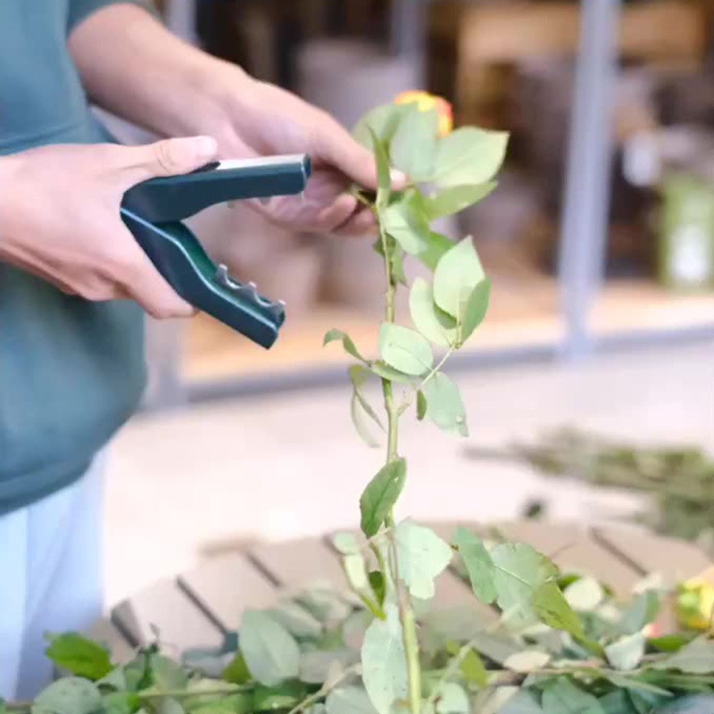 Kìm Tuốt Lá Cây Bằng Thép Không Gỉ Cho Hoa Hồng Và Sắp Xếp Gar