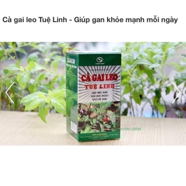 Cà gai leo tuệ linh  (người bị viêm gan virus, xơ gan, tiếp xúc hoá chất độc hại, viên gan B mạn tính...)