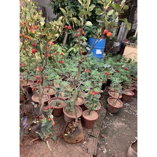 cây táo bon sai cơ lớn