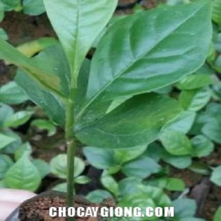 Cây nhội giống -cây giống lấy gỗ