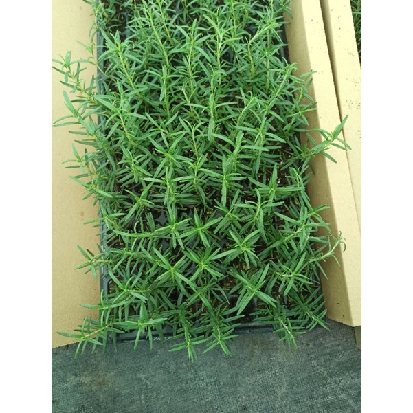 Cây hương thảo - rosmary  khỏe