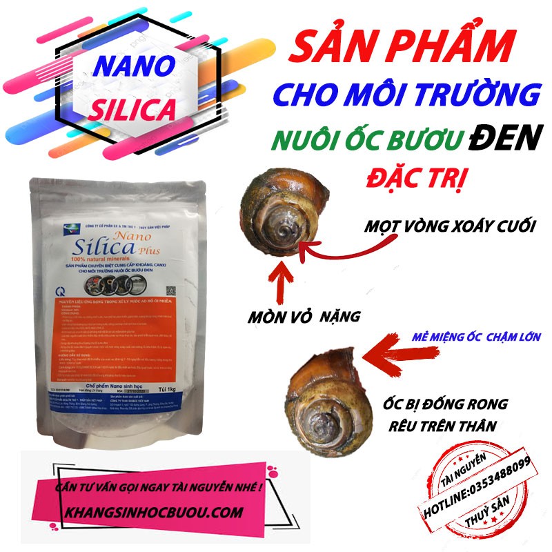NANO SILICA KHẮC PHỤC HIỆN TƯỢNG MÒN VỎ MẺ MIỆNG MỌT VÒNG XOÁY CUỐI Ở ỐC GIÚP ỐC PHÁT TRIỂN MẠNH KHÔNG BỊ CHẬM LỚN