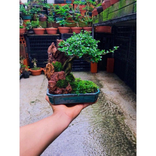 Akadama size ss đất nung nhật Ryusen túi 1000-1100ml dùng cho bonsai, terrarium