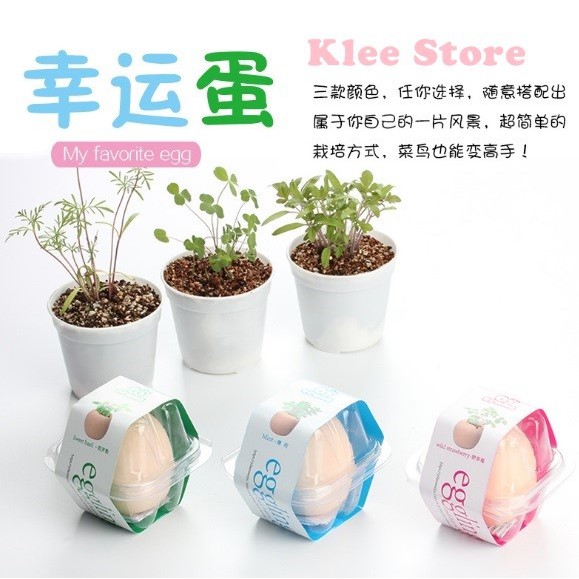 Cây xanh may mắn mọc từ vỏ trứng Eggling Egg | BigBuy360 - bigbuy360.vn