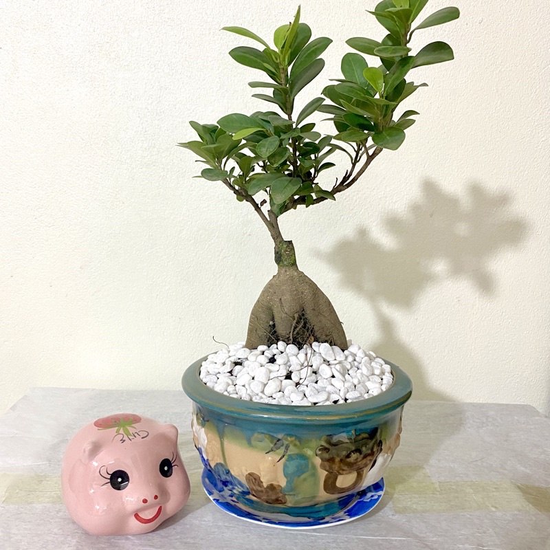 Chậu cây cảnh Bonsai, Chậu sứ Bát Tiên vẽ màu nổi cao cấp