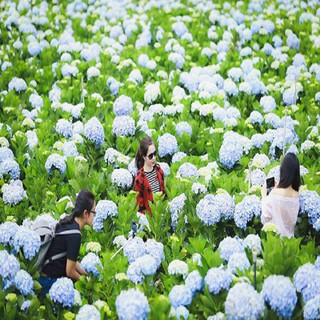 Chậu hoa cẩm tú cầu đang ra hoa