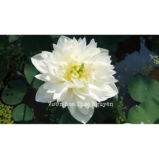 Củ sen màu trắng White Madiveles C-24