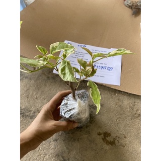 hoa giấy Cẩm thạch đỏ, vàng