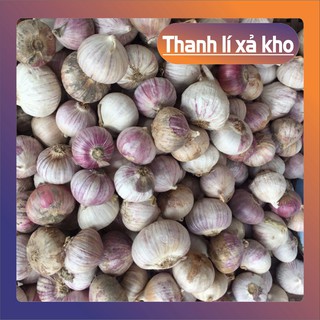 {Hn} Tỏi cô đơn Phan Rang làm tỏi đen