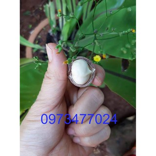 Nhân Macca Sấy - 250g