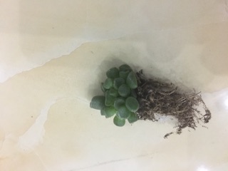 Sen đá lá khối (cây 3cm)