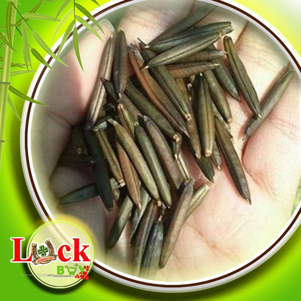 Sâm tanh tách - THUỐC QUÝ chữa bệnh SUY THẬN,THẬN HƯ