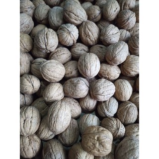 ÓC CHÓ CHILE NHÂN 500G