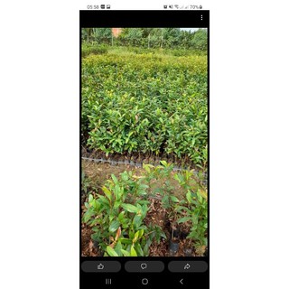 combo 3 cây giống mai vàng