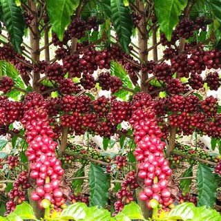 Giống cây cà phê culi siêu trái