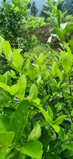Phân trùn quế bao 10kg. Phân hữu cơ