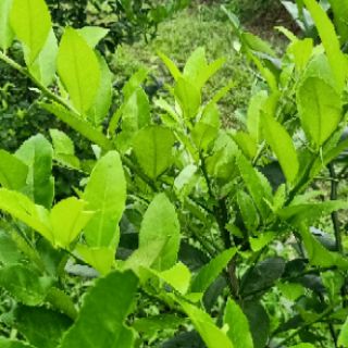 Phân trùn quế bao 10kg. Phân hữu cơ