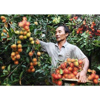 CÂY GIỐNG CHÔM CHÔM RUỘT VÀNG ( CÂY GHÉP SIÊU SỚM )