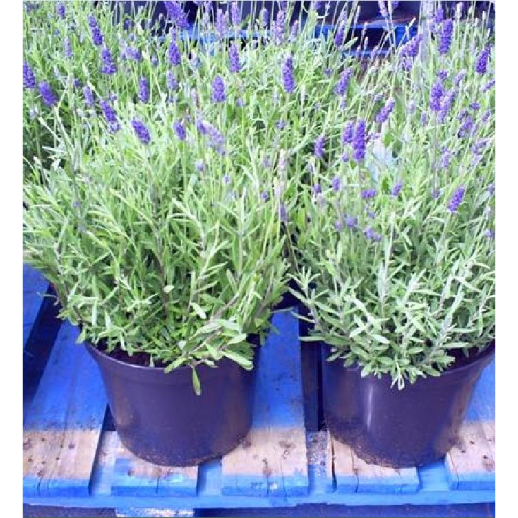 Hạt Giống Hoa Oải Hương tím ( Lavender) 50 hạt/gói