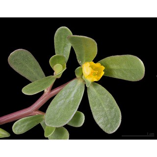 1gr - HẠT GIỐNG RAU SAM