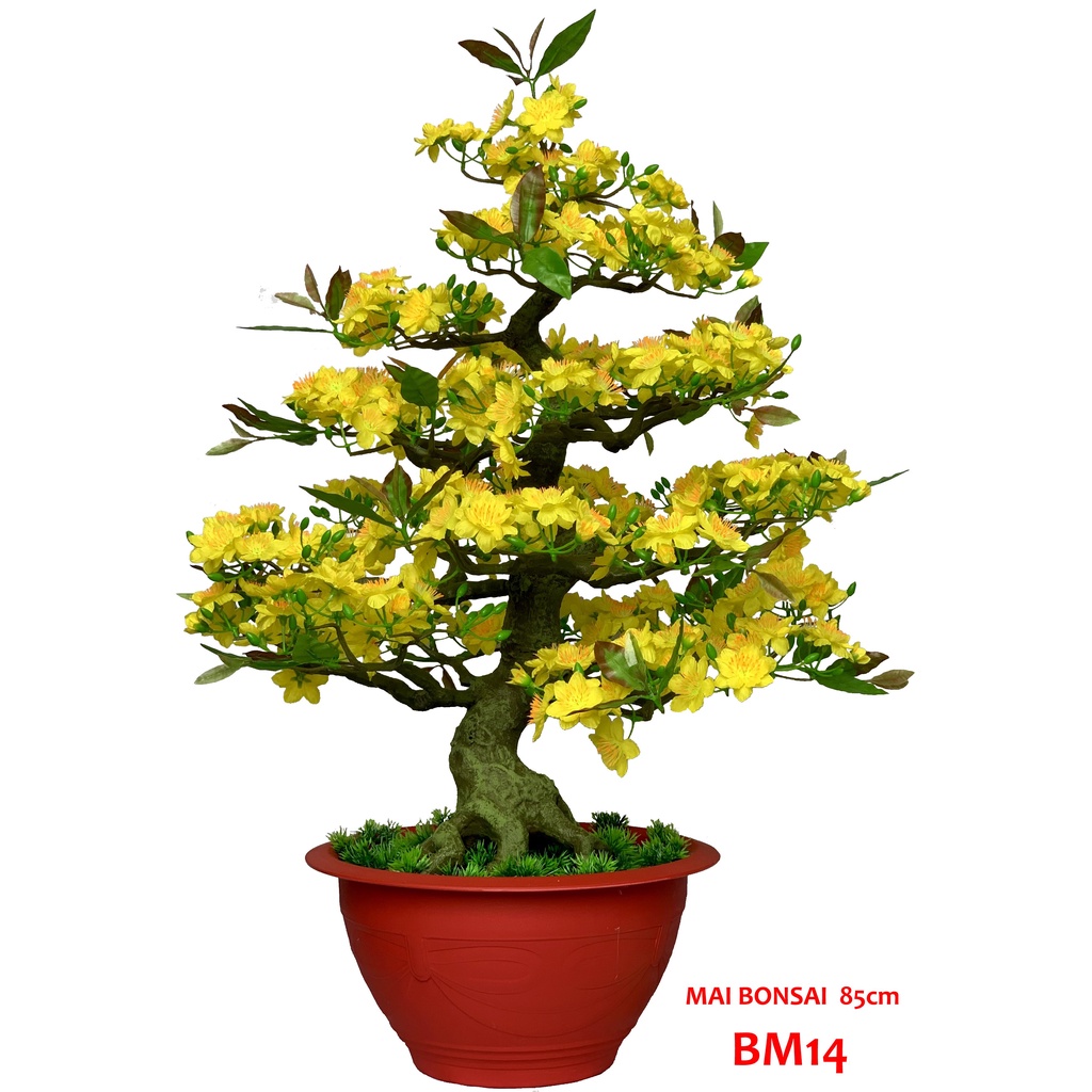 CHẬU HOA MAI BONSAI CAO 85CM-CÂY MAI GIẢ
