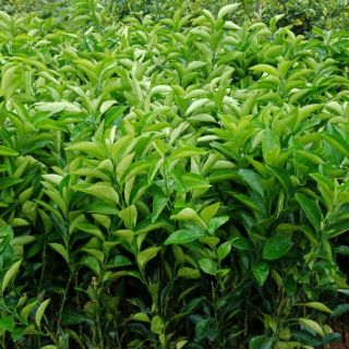 Cây cam vinh giống