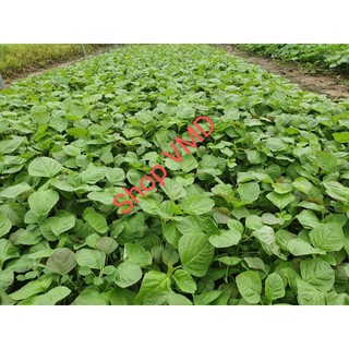 Hạt giống Rau Dền Cơm