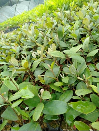 5 cây sim ăn quả