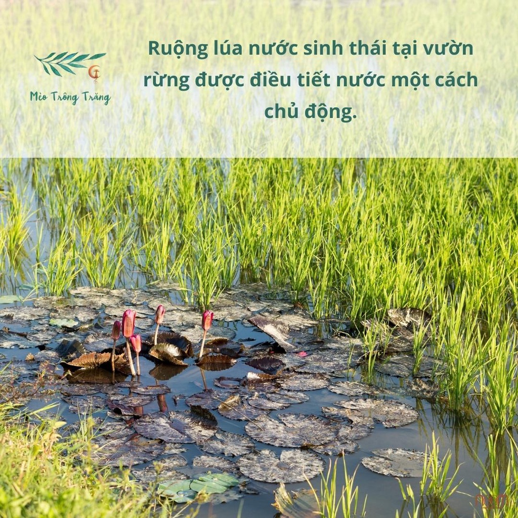 Gạo nếp lứt Thơm Rằng Thơm Noom trồng theo phương pháp vườn rừng, xát dối giữ nguyên dưỡng chất