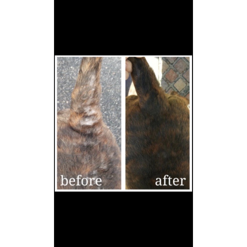 Chai xịt Veterinary Formula Cam chuyên về da nấm các loại cho thú cưng chó mèo