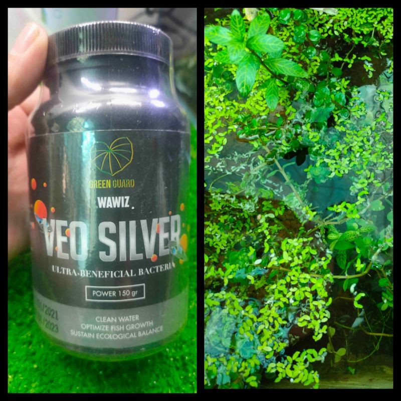 Men Vi Sinh WAWIZ - VEO SILVER Xử Lý Nước Cho Hồ Cá HỦ 150 - Thanh Sơn Phụ kiệncácảnh